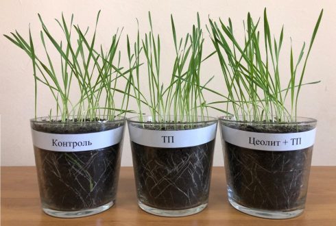 Отчет: Испытание препаратов на яровой пшенице и выявление их эффективности