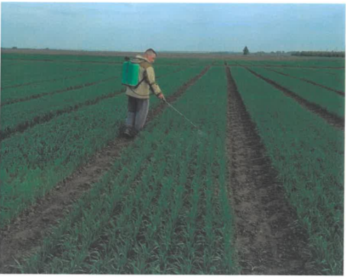 Исследование эффективности применения SM-технологии на посевах яровой пшеницы в почвенно-климатических условиях Республики Татарстан